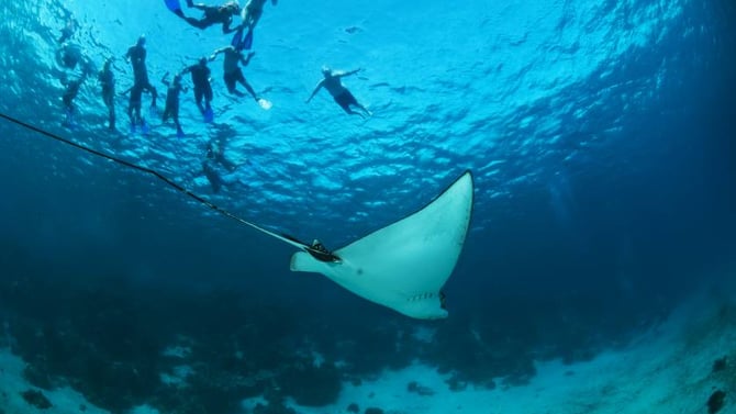 Top Things to Do in Ambergris Caye for First-Time Visitors